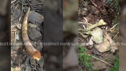 അഴുകി അസ്ഥി മാത്രം ബാക്കി! മണ്ണാർക്കാട് സ്വകാര്യ വ്യക്തിയുടെ എസ്റ്റേറ്റിൽ കൊമ്പനാനയുടെ ജഡം കണ്ടെത്തി