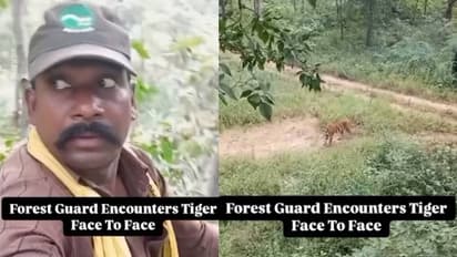 ഭയാനകമായ ദൃശ്യങ്ങൾ; പ്രാണനുവേണ്ടി ചാടിക്കയറിയത് മരത്തിൽ, തൊട്ടുമുന്നില് തുറിച്ചുനോക്കി നില്ക്കുന്ന കടുവ