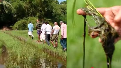 വേനൽച്ചൂടിനൊപ്പം ഉപ്പുകലർന്ന ഓരു വെള്ളം, ചീഞ്ഞളിഞ്ഞ് നെൽച്ചെടികൾ, കുട്ടനാട്ടിൽ രണ്ടാം കൃഷി നാശത്തിന്റെ വക്കിൽ