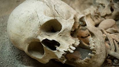 Skeleton of a 5 year old girl