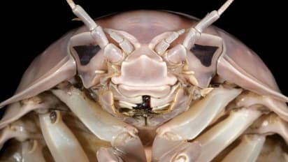 Giant sea creature 'Darth Vader' Isopod discovered off Vietnam coast