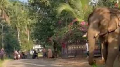 ചാലക്കുടി അതിരപ്പള്ളി ജനവാസ മേഖലയില്‍ കാട്ടാനക്കൂട്ടമിറങ്ങി; വൻ കൃഷി നാശം