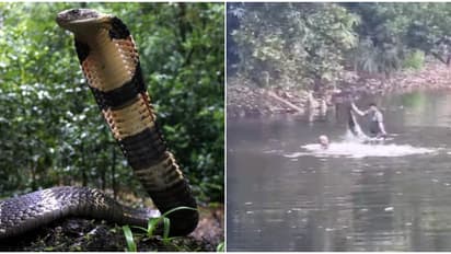 കുളിക്കടവിൽ രാജവെമ്പാല സ്ഥിരം കാഴ്ച്ച; വെള്ളത്തിലിറങ്ങി സാഹസികമായി പിടികൂടി ഫോറസ്റ്റ് സ്ട്രെക്കിങ് ഫോഴ്സ്