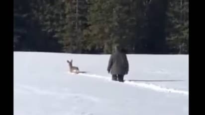 കയ്യടിക്കണം ഈ മനസിന്; വൈറലായി വീഡിയോ, മഞ്ഞിൽ കുടുങ്ങി മാൻ, രക്ഷപ്പെടാൻ വഴികാട്ടി ഒരു ഹീറോ