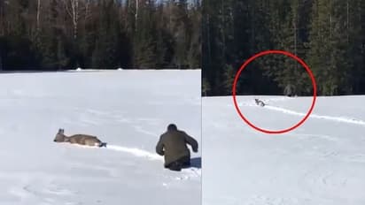 ಮಾನವೀಯತೆ ಜೀವಂತವಾಗಿದೆ ಎನ್ನುವುದಕ್ಕೆ ಸಾಕ್ಷಿಯಾದ ಜಿಂಕೆ ರಕ್ಷಣೆ ವೀಡಿಯೋ.. ನೀವೂ ಒಮ್ಮೆ ನೋಡಿ.!