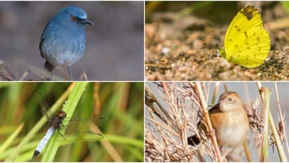 ഗൗളിക്കിളി, മലബാർ റോസ്, പവിഴവാലൻ, പൊഴിത്തുമ്പി... ഇടുക്കി വനത്തിൽ പുതിയ പക്ഷികളും ചിത്രശലഭങ്ങളും തുമ്പികളും