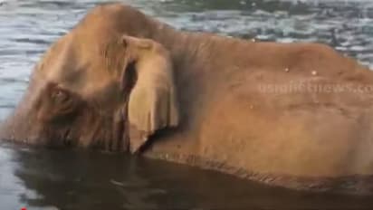  മുറിവില്‍ മണ്ണ് വാരിയിട്ട് കാട്ടുകൊമ്പൻ; മസ്തകത്തില്‍ മുറിവേറ്റ ആനയെ നിരീക്ഷിക്കാൻ ഡോക്ടർമാരുടെ സംഘവുമെത്തി