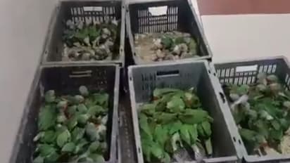 സംശയം തോന്നി ബൈക്ക് തടഞ്ഞുനിർത്തി പരിശോധിച്ചപ്പോൾ 110 അലക്‌സാൻഡ്രൈൻ തത്തകൾ,യുവാവ് പിടിയിൽ