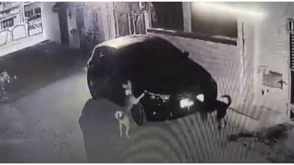 ഇടിച്ച ശേഷം നിർത്താതെ പോയ കാറിന് നേരെ തെരുവ് നായയുടെ പ്രതികാരം; കൊടുത്തത് 15,000 രൂപയുടെ പണി! 