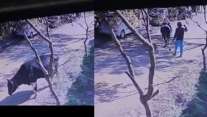 Bengaluru: Man wearing helmet steals 3 cows worth Rs 2 lakh in Chamrajpet; 1 arrested