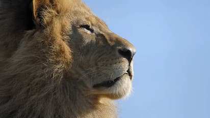 ഫാമുടമ പോലും അറിഞ്ഞില്ല, മൊബൈലുമായി യുവാവ് സിംഹത്തിന്റെ കൂട്ടിൽ, വീഡിയോ ചിത്രീകരിക്കുന്നതിനിടെ ആക്രമണം