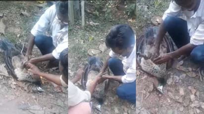 വടകരയിൽ ട്രാൻസ്ഫോർമറിൽ നിന്ന് ഷോക്കേറ്റ് വീണ് മയിൽ, സിപിആർ നൽകി രക്ഷിക്കാൻ ശ്രമിച്ചെങ്കിലും അന്ത്യം