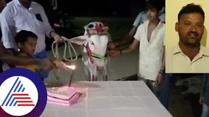 ಹಸುವಿನ ಕೆಚ್ಚಲು ಕತ್ತರಿಸುವ ರಾಕ್ಷಸರ ನಡುವೆ, ಕರುವಿನ ಮೊದಲ ವರ್ಷದ ಹುಟ್ಟುಹಬ್ಬ ಮಾಡಿದ ಬಾಗಲಕೋಟೆಯ ರೈತ!
