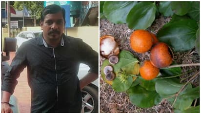 പാലക്കാട് ആചാരത്തിന്റെ ഭാഗമായി ലഭിച്ച കാഞ്ഞിരക്കായ കഴിച്ച യുവാവ് മരിച്ചു