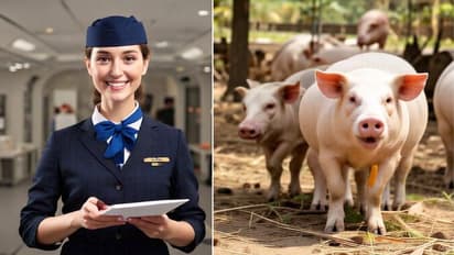 From Flight attendant to Pig farmer: How a Chinese woman earned Rs 22.8 lakh in two months