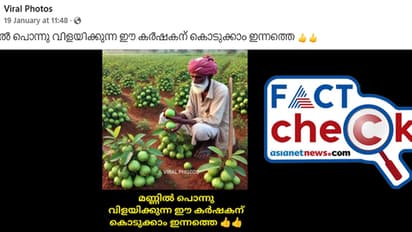 കുഞ്ഞ് ചെടിയില്‍ ഇലകളേക്കാള്‍ കൂടുതല്‍ പേരക്ക! ചിത്രത്തിന്‍റെ സത്യാവസ്ഥ- Fact Check 