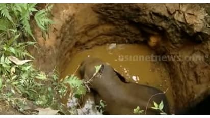 18 മണിക്കൂർ നേരത്തെ അനിശ്ചിതത്വം തീർന്നു; കിണറ്റിൽ വീണ കാട്ടാനയെ പുറത്തെത്തിക്കാൻ ശ്രമം തുടരുന്നു