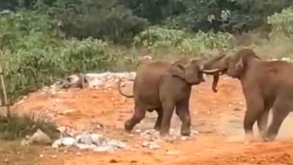 முதுமலையில் நடு ரோட்டில் சண்டைபோட்ட காட்டு யானைகள்.! அலறி அடித்து ஓடிய சுற்றுலா பயணிகள்