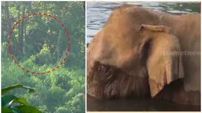 മസ്തകത്തിന് പരിക്കേറ്റ കാട്ടാനയെ കണ്ടെത്തി, മയക്കുവെടിവെച്ചു, ദൗത്യ സംഘത്തിന് നേരെ പാഞ്ഞടുത്ത് ആന