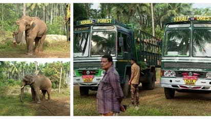 വയനാട്ടിൽ നിന്ന് വിക്രമും സുരേന്ദ്രനുമെത്തി; ഇന്നലെ കരകയറ്റിയ കാട്ടാനയെ കുങ്കിയാനകൾ ഉൾക്കാട്ടിലേക്ക് തുരത്തും