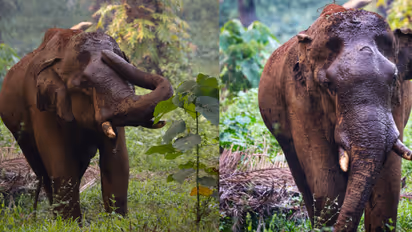 'മസ്തകത്തിൽ ത്രികോണാകൃതിയിൽ മുറിവ്', അതിരപ്പിള്ളിയില് മറ്റൊരു കാട്ടാനയ്ക്ക് കൂടി പരിക്കുണ്ടെന്ന് വിവരം