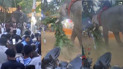 കാവിലക്കാട് പൂരത്തിനിടെ വീണ്ടും കീഴൂട്ട് വിശ്വനാഥൻ ഇടഞ്ഞു, പേടിച്ച് ഓടിയ 63 കാരിക്ക് വീണ് പരിക്കേറ്റു  