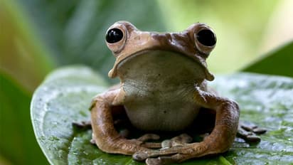 ವಿಸ್ಮಯ ಜಗತ್ತು: ಬಾಯಿಂದ ಮರಿ ಹಾಕುತ್ತೆ!  ಯಾವುದಿದು ವಿಚಿತ್ರ ಜೀವಿ?