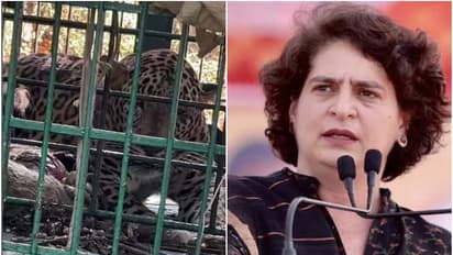  വയനാട്ടിലെ  ജനങ്ങളുടെ ആശങ്ക അകറ്റണം,സുരക്ഷ ഉറപ്പാക്കണം,സിസിഎഫുമായി ഫോണിൽ സംസാരിച്ച് പ്രിയങ്ക ഗാന്ധി