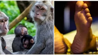 കുരങ്ങൻമാർ പെൺകുട്ടിയെ ടെറസിൽ നിന്ന് താഴേയ്ക്ക് തള്ളിയിട്ടു; വിദ്യാർത്ഥിനിയ്ക്ക് ദാരുണാന്ത്യം, സംഭവം ബിഹാറിൽ