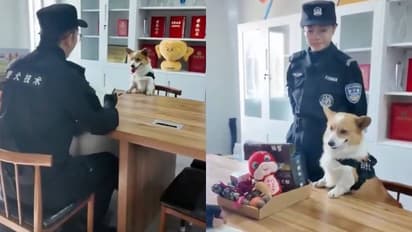 അച്ചടക്ക ലംഘനം; ജോലിസ്ഥലത്ത് ഉറങ്ങി, ഭക്ഷണ പാത്രത്തിൽ മൂത്രമൊഴിച്ചു, പൊലീസ് നായയുടെ ബോണസ് പോയി