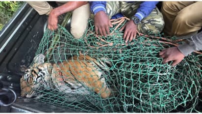 Kerala: Man-eating tiger found dead in Wayanad's Pancharakolli with fatal wounds on neck