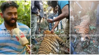 കടുവ കിടന്നത് കുട്ടികൾ ഓടി നടക്കുന്ന സ്ഥലത്ത്, വീടിന് 3 മീറ്റർ മാത്രം അകലെ, ഞെട്ടൽ മാറാതെ റിജോയും കുടുംബവും 