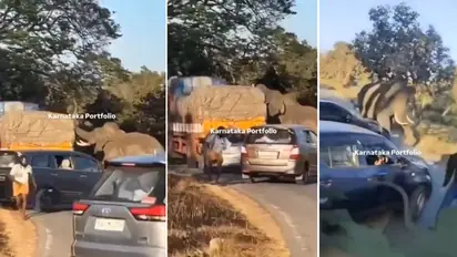 Karnataka: Wild Tusker attacks lorry on Bandipur-Mudumalai road in search of food (WATCH)