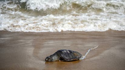 Alarming: Chennai coast sees over 1000 Olive Ridley Turtle deaths in 30 days; Report 