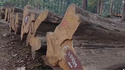 ബ്രിട്ടീഷുകാര്‍ നട്ടുവളര്‍ത്തിയ 95 വർഷം പഴക്കമുള്ള തേക്ക് തടികൾ ലേലത്തിന്; മോഹവില പ്രതീക്ഷിച്ച് വനംവകുപ്പ്