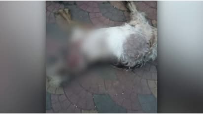 മണ്ണാർക്കാട് കാഞ്ഞിരപ്പുഴയിൽ ആടിനെ ചത്തനിലയിൽ കണ്ടെത്തി; കടുവയെന്ന് സംശയം, കൂട് സ്ഥാപിക്കണമെന്ന് നാട്ടുകാർ