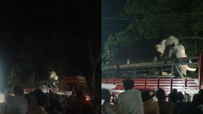 കുളിപ്പിക്കാൻ നിർത്തിയതോടെ ഇടഞ്ഞ് ചിറക്കാട്ട് നീലകണ്ഠൻ, പുറപ്പെട്ട് പോയ ആനയെ ലോറിയിൽ തിരികെയെത്തിച്ചു