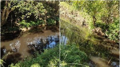 ಚಿಕ್ಕಮಗಳೂರು:  ಹಳ್ಳಕ್ಕೆ ಬಿಡುತ್ತಿರುವ ಕಾಫಿ ಪಲ್ಪರ್  ಕಲುಷಿತ ನೀರು, ಜಲಚರಗಳ ಒದ್ದಾಟ, ಕುಡಿಯುವ ನೀರಿಗೆ ಪರದಾಟ!