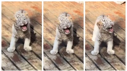 'അവന്‍റെ കലിപ്പ് എന്നെ കീഴടക്കുന്നു'; സന്ദർശകര്‍ക്ക് നേരെ അലറുന്ന കുഞ്ഞ് വെള്ളക്കടുവയുടെ വീഡിയോ വൈറൽ 