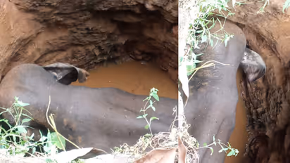 കാട്ടാന കിണറ്റിൽ വീണ സംഭവം: രക്ഷാപ്രവർത്തനം വൈകി, വനം വകുപ്പ് കേസ് എടുത്തു