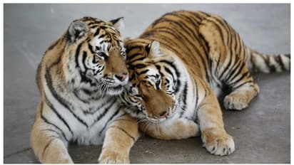 'വാതത്തിന് ബെസ്റ്റ്' എന്ന് പരസ്യം; 600 രൂപയ്ക്ക് കടുവ മൂത്രം വിറ്റ മൃഗശാലക്കെതിരെ നടപടി