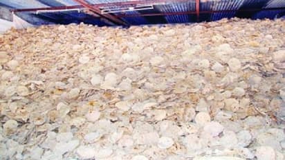 ಕೊಪ್ಪಳ: ಗವಿಸಿದ್ಧೇಶ್ವರ ಜಾತ್ರೆ ಮಹಾದಾಸೋಹಕ್ಕೆ 20 ಲಕ್ಷ ರೊಟ್ಟಿ!