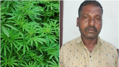 വ്യക്തിവൈരാഗ്യം, സ്വന്തം മകന്റെ കടയിൽ കഞ്ചാവ് ഒളിപ്പിച്ചു; ഒന്നാം പ്രതി അച്ഛന്റെ കൂട്ടാളി പിടിയിൽ