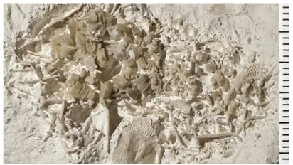 കണ്ടാൽ തീരത്ത് അടിഞ്ഞ മാലിന്യം; പരിശോധനയിൽ തെളിഞ്ഞത് ആറ് കോടി അറുപത് ലക്ഷം വർഷം പഴക്കമുള്ള മത്സ്യ ഛർദ്ദി