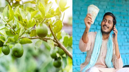 నిజమే, ఈ చెట్లకు డబ్బులు కాస్తాయి.. బెస్ట్‌ బిజినెస్‌ ఐడియా 