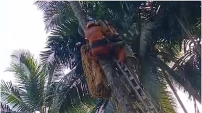 തെങ്ങ് കയറ്റ യന്ത്രത്തിന്റെ ബെല്റ്റ് പൊട്ടി തൊഴിലാളി തെങ്ങിൽ കുടുങ്ങി; തൂങ്ങികിടന്നത് രണ്ട് മണിക്കൂർ