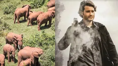 ಜಗತ್ತಿನ ಅತಿದೊಡ್ಡ ಕಾಡಿನಲ್ಲಿ SSMB 29 ಚಿತ್ರೀಕರಣ; ಮಹೇಶ್ ಬಾಬು ಇನ್ ಡೇಂಜರಸ್ ಪ್ಲೇಸ್!