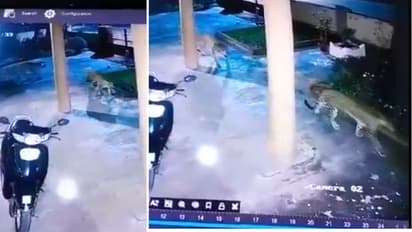 Bengaluru: Two Leopard sightings in Yelahanka, stray dog found devoured, officials urge caution (WATCH)