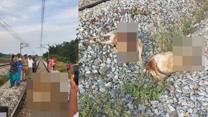 Mandya: ರೈಲಿಗೆ ಸಿಲುಕಿ 17 ಕುರಿಗಳ ದಾರುಣ ಸಾವು, 2 ಲಕ್ಷ ನಷ್ಟ!