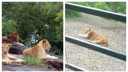 ഡാമിലെ കാഴ്ചകൾക്കൊപ്പം ഇനി സിംഹങ്ങളെയും കാണാം, പൂട്ടുതുറക്കാൻ ഒരുങ്ങി ലയൺസഫാരി പാർക്ക്